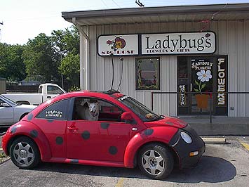Ladybug's Flowers & Gifts in Tulsa - look for the ladybug!