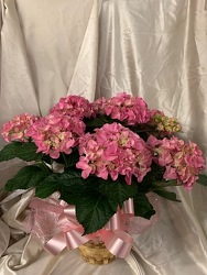 Pink Hydrangea Plant from Ladybug's Flowers & Gifts, local florist in Tulsa