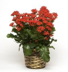Kalanchoe Plant from Ladybug's Flowers & Gifts, local florist in Tulsa
