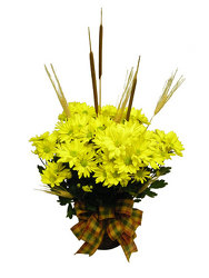 Fall Mum Plant from Ladybug's Flowers & Gifts, local florist in Tulsa