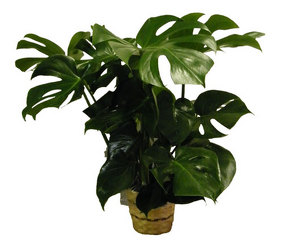 Philodendron from Ladybug's Flowers & Gifts, local florist in Tulsa