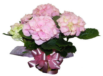 Pink Hydrangea Plant from Ladybug's Flowers & Gifts, local florist in Tulsa