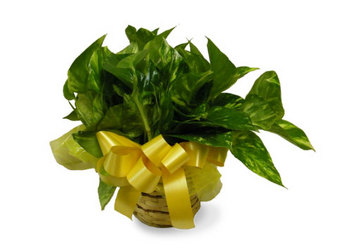 Pothos Ivy Plant from Ladybug's Flowers & Gifts, local florist in Tulsa