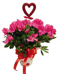 Precious Azalea Special from Ladybug's Flowers & Gifts, local florist in Tulsa