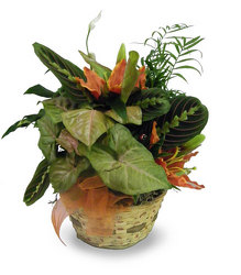 DISHGARDEN M from Ladybug's Flowers & Gifts, local florist in Tulsa