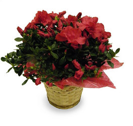 Attractive Azalea  from Ladybug's Flowers & Gifts, local florist in Tulsa