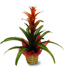 Brilliant Bromeliad  from Ladybug's Flowers & Gifts, local florist in Tulsa