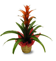 Brilliant Bromeliad 