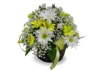 Delightful Daisies  from Ladybug's Flowers & Gifts, local florist in Tulsa