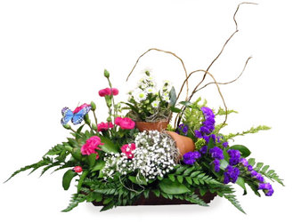 Butterfly Garden from Ladybug's Flowers & Gifts, local florist in Tulsa