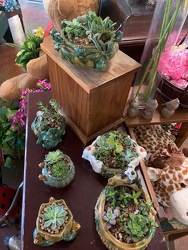 Succulent Gardens from Ladybug's Flowers & Gifts, local florist in Tulsa